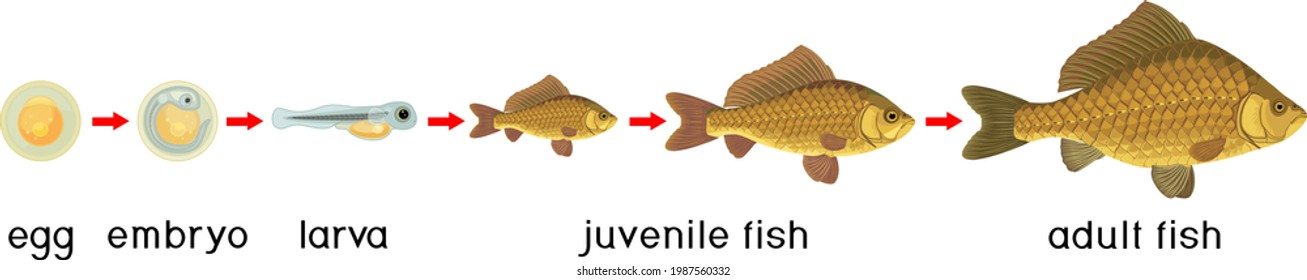 Fish life cycle. Sequence of stages of development of Crucian carp (Carassius) freshwater fish from egg to adult animal isolated on white background