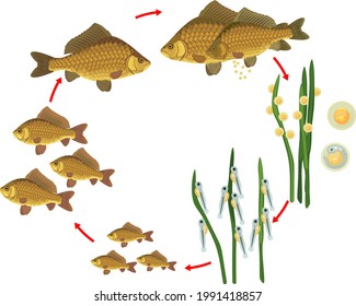 Fish life cycle. Sequence of stages of development of Crucian carp (Carassius) freshwater fish from egg to adult animal isolated on white background