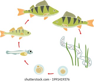 Fish life cycle. Sequence of stages of development of perch (Perca fluviatilis) freshwater fish from egg to adult animal