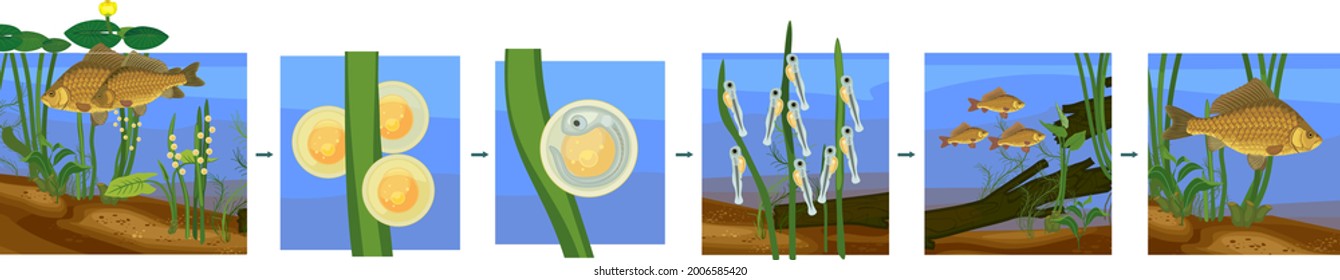 Fish life cycle. Sequence of stages of development of Crucian carp (Carassius) freshwater fish from egg to adult animal in natural habitat