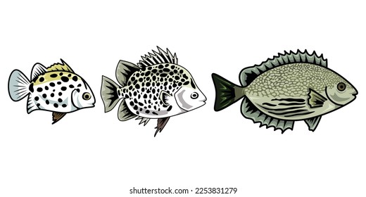 fish life cycle. Sequence of stages of development of seawater fish from babies to adults. fish, scat, spotted scat, seafood, baby, adult ,simple, vector illustration