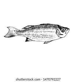 Fish line art. Hand drawn doodle sketch black and white stock vector illustration
