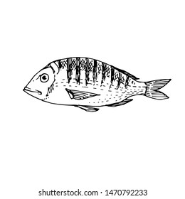 Fish line art. Hand drawn doodle sketch black and white stock vector illustration