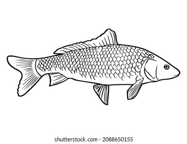 fish line vector illustration,isolated on white background,top view