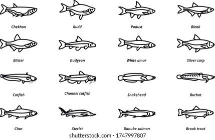 Fish linear icon. River fishing fish. Pack 4