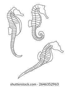 Fish Lined Seahorse  Fish Lined Seahorse  Fish Lined Seahorse 