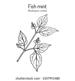 Fish mint (Houttuynia cordata), or chameleon plant, heart leaf, fish wort, Chinese lizard tail, or bishops weed, medicinal plant. Hand drawn botanical vector illustration