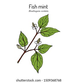 Fish mint (Houttuynia cordata), or chameleon plant, heart leaf, fish wort, Chinese lizard tail, or bishops weed, medicinal plant. Hand drawn botanical vector illustration