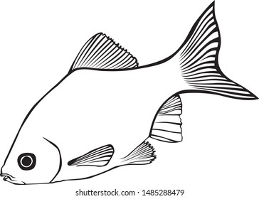 Fish. Monochrome stylized image. Vector graphics. Aquarium fish.