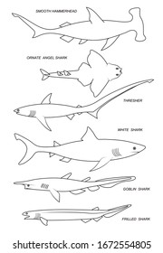 Fish with names (great white, goblin, frilled, fox, angel, hammerhead Sharks ). Vector outline illustration set.