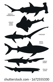 Fish with names (great white, goblin, frilled, fox, angel, hammerhead Sharks ). Vector outline illustration silhouettes.