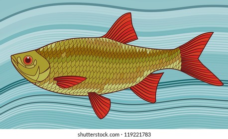 Fish on wave background vector illustration. Scardinius erythrophthalmus