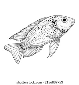Pescado de fondo blanco.  Elemento Sea en el estilo de dibujo de la línea de esbozo.