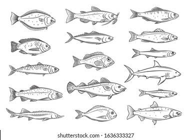 Fish Outline. Engraved Seafood Of Bream, Mackerel, Tunny Or Sterlet, Catfish, Codfish And Halibut. Drawing Tilapia, Ocean Perch, Sardine, Anchovy, Sea Bass Or Dorado. Retro Style, Vector Illustration.