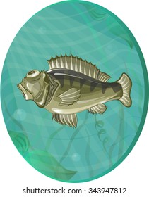 Fish perch in the fresh water. Editable vector illustration.