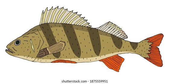 Fisch Perch handgezeichnet. Schöner bunter Flussfisch einzeln auf weißem Hintergrund. Vektorgrafik.
