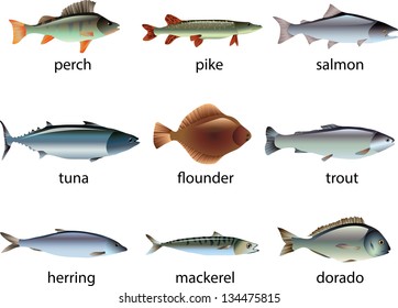 fish photo-realistic vector set