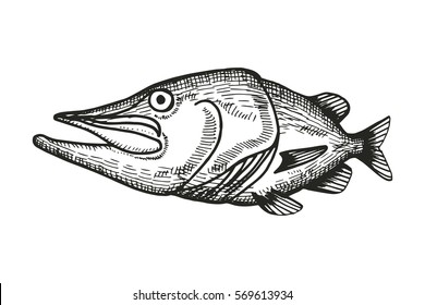 fish pike cartoon sketch. vector illustration