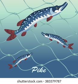 Fish pike and fishing tackle. label for canned fish. Vector illustration.