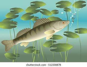 Fish pike perch, bait and seaweed at the bottom of the river. Vector illustration.