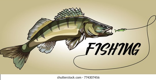 Fish pike perch, a river predator, chasing bait