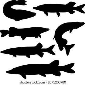 Fish pike in the set. Predatory fish. Vector image.