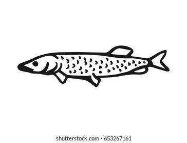 Fish pike. Vector vintage sketch