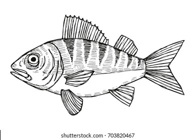 fish pikeperch vector. hand drawing isolated