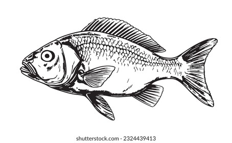 Fish portrait sketch hand drawn realistic style illustration