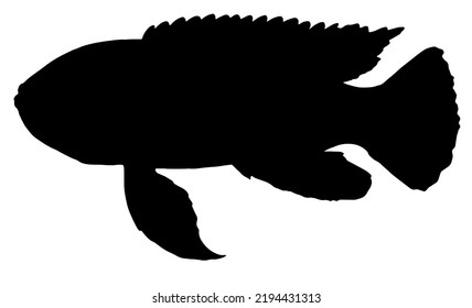 fish Pseudotropheus tropheops silhouette sea fish hand drawn in sketch style black isolated element