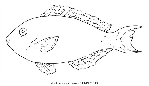 fish Red tail Parrotfish parrot fish. Hand-drawn side view of retail parrot fish black outline on White for menu design template, signage, labels. Illustration on deep white background.vector sea 