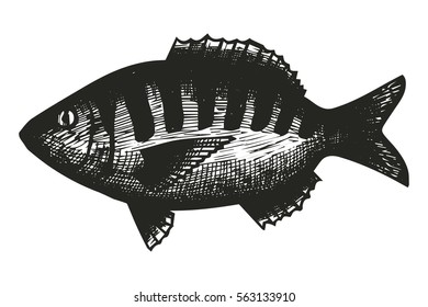 Fish Redfin sketch. vector