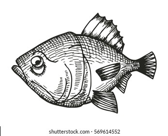 fish redfish cartoon sketch