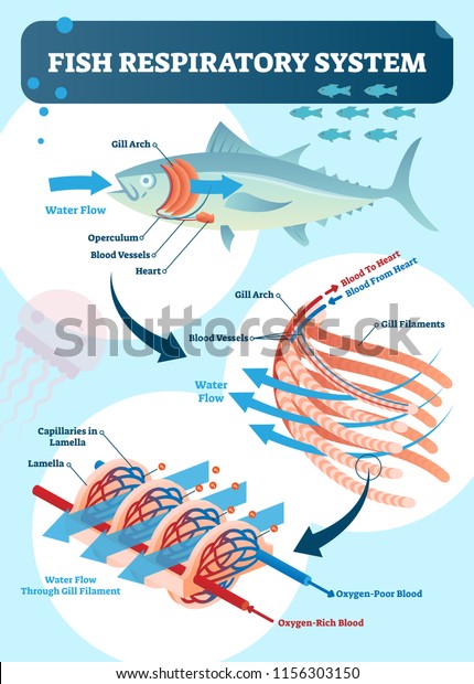 Fish respiratory system vector illustration.\
Labeled anatomical scheme with gill arch, operculum, blood vessels\
and heart. Colorful diagram with capillaries in lamella and rich of\
poor blood oxygen.
