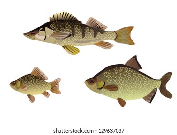 Fish of rivers and lakes