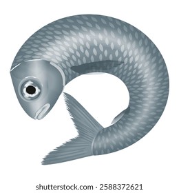 Fish rolled into a circle with scales. Vector illustration.