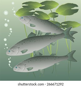 Fish salmon on the river bottom. vector