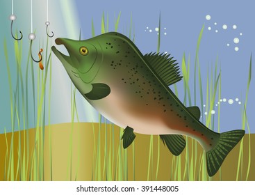 Fish a salmon in the river. Vector illustration