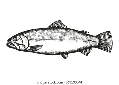 fish salmon sketch. vector