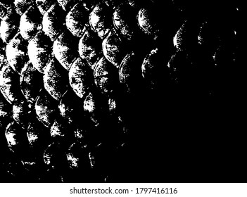 Fish scales texture. Scales background.Grunge texture. Grunge black and white vector overlay. Grungy grainy surface.
