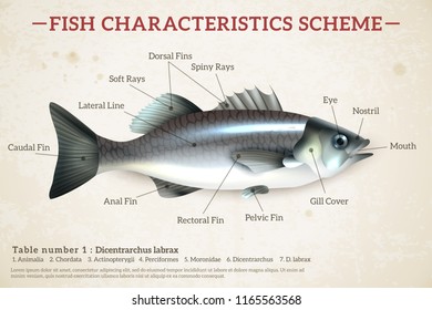 Fish scheme infographics with glossy sea bass and inscriptions on old paper background vector illustration