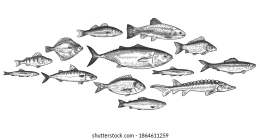 Fish School. Hand Drawn Fishes Shoal, Underwater Marine Ecosystem, Sea And River Inhabitants Vintage Engraved Style Vector Set. Trot, Perch And Anchovy, Herring And Mackerel, Delicacy Food