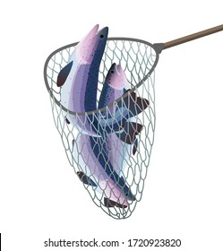 Fish scoop with alive salmon or trout, weep net, fishing net, net with wooden handle in fish farm. Vector illustration isolated