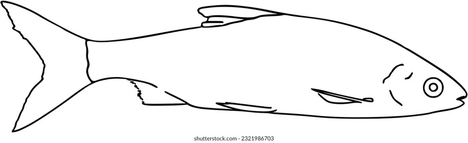 Fish sea animal that swims in the water doodle linear cartoon coloring