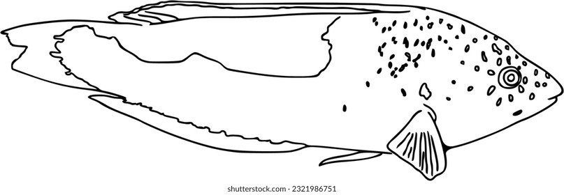 Fish sea animal that swims in the water doodle linear cartoon coloring