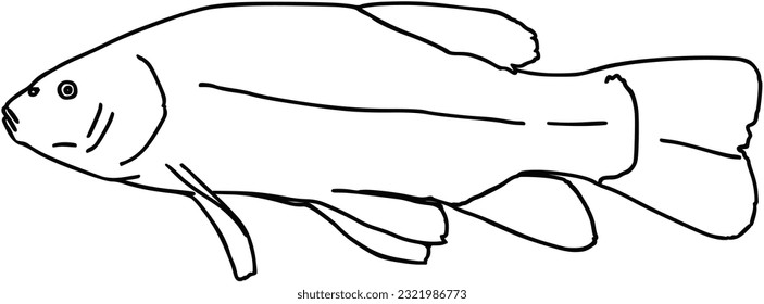 Fish sea animal that swims in the water doodle linear cartoon coloring