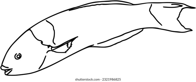 Fish sea animal that swims in the water doodle linear cartoon coloring