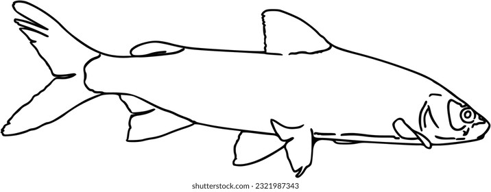 Fish sea animal that swims in the water doodle linear cartoon coloring