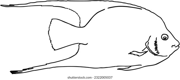 Fish sea animal that swims in the water doodle linear cartoon coloring