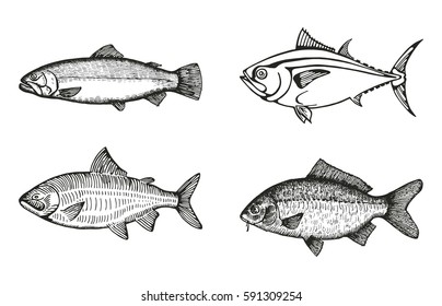 fish of the sea and river set sketch vector